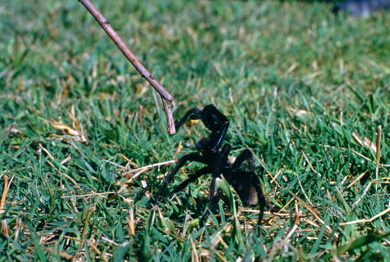 Male tarantula